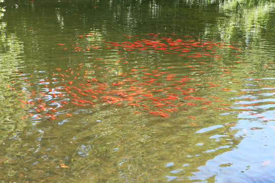 Image of Goldfish