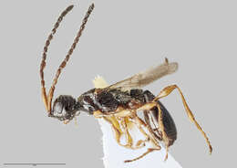 Image of Diaprioidea