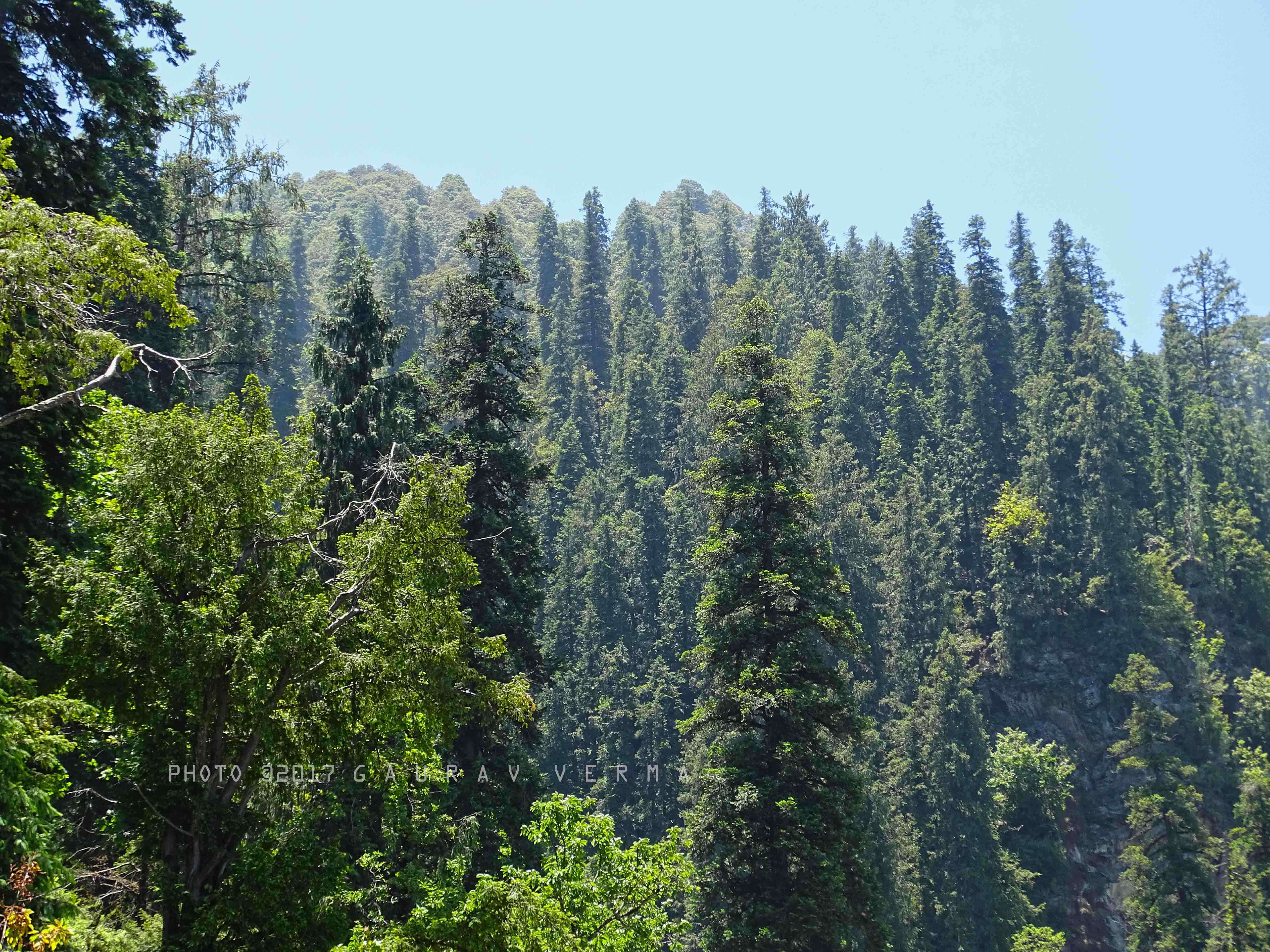 Image of Pindrow Fir