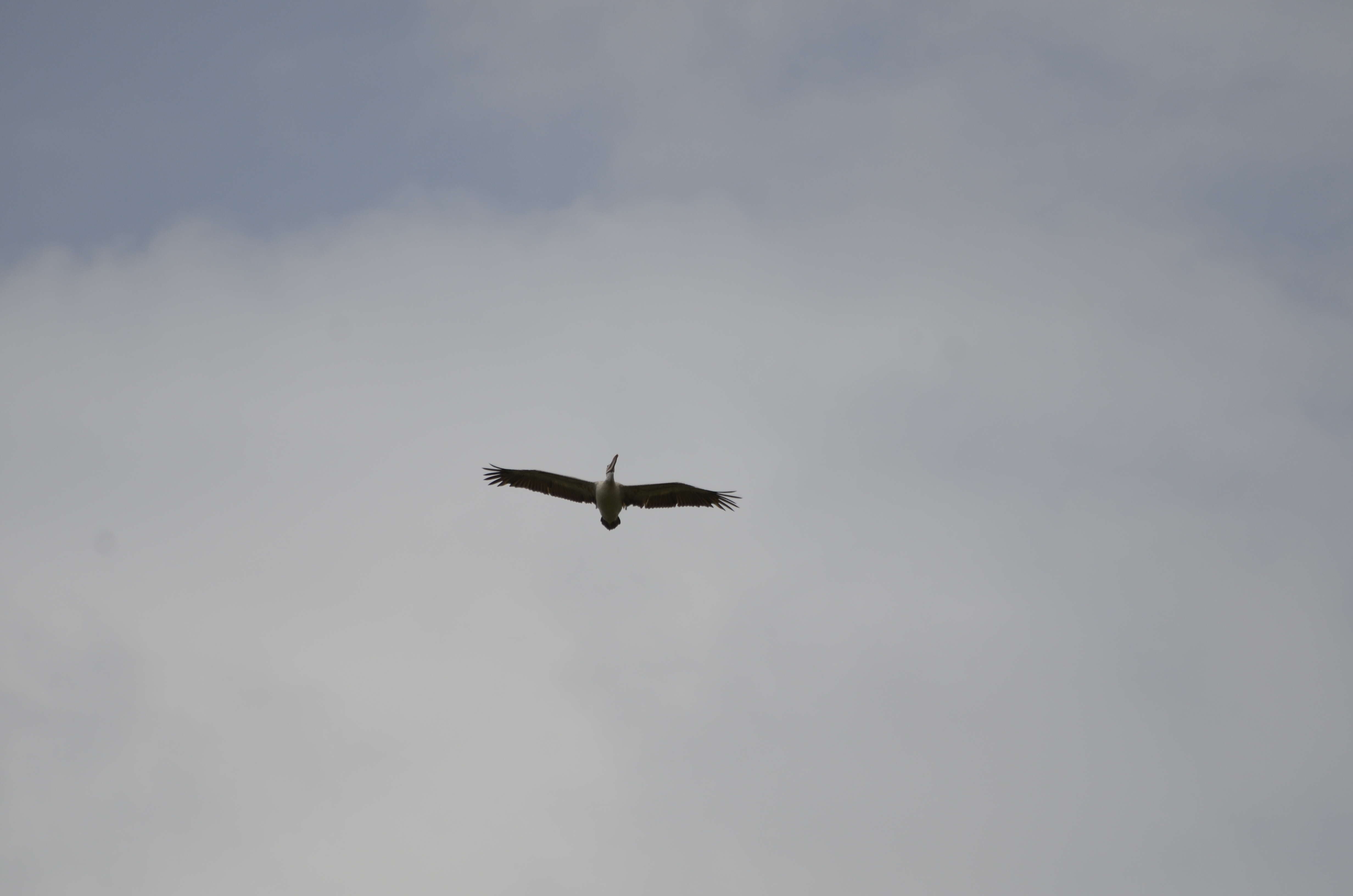 Image of Grey Pelican