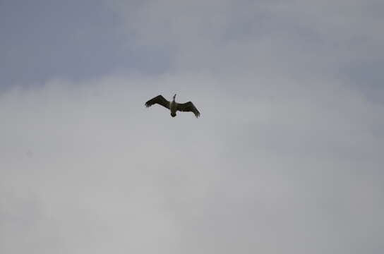 Image of Grey Pelican