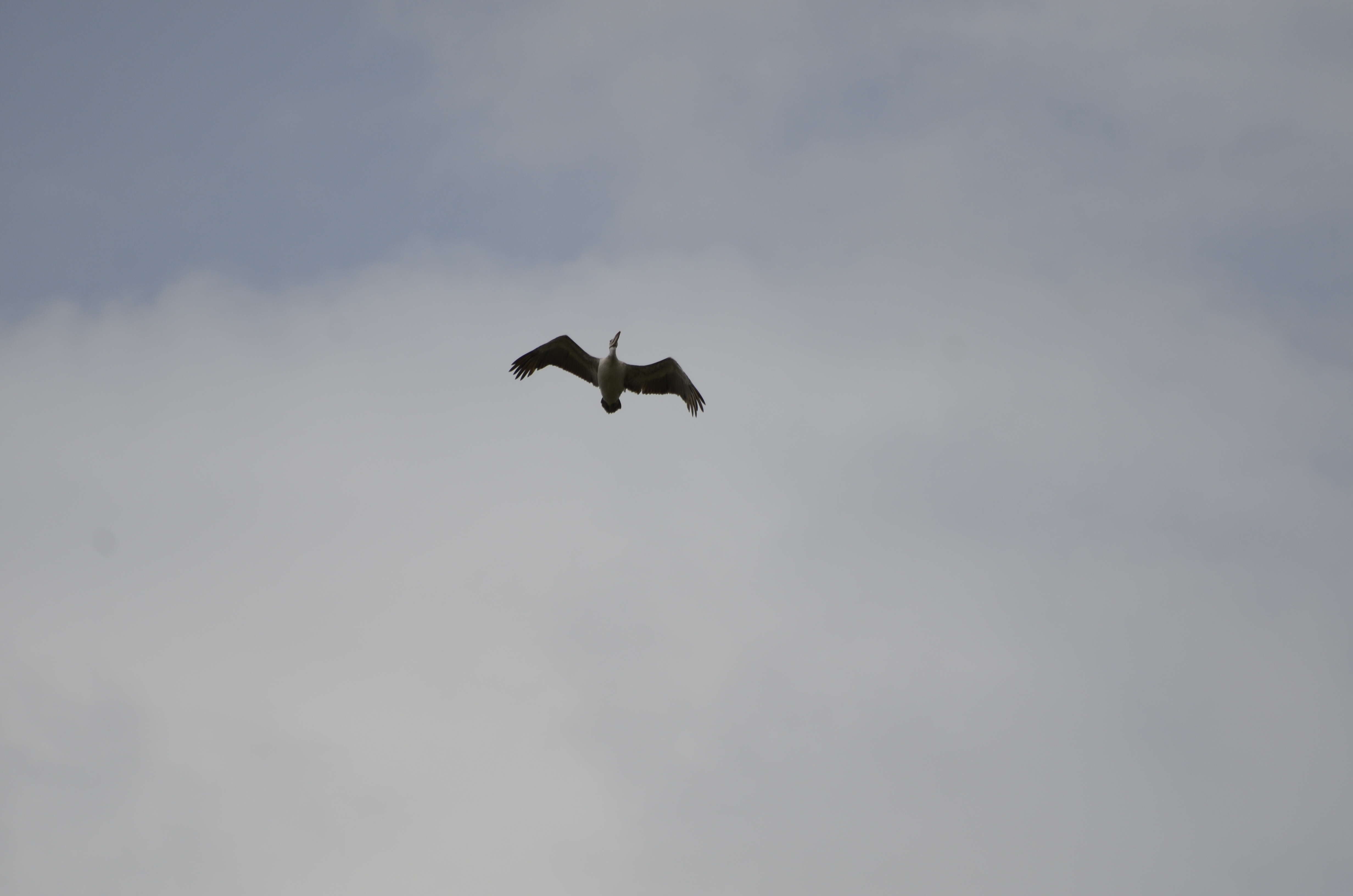 Image of Grey Pelican