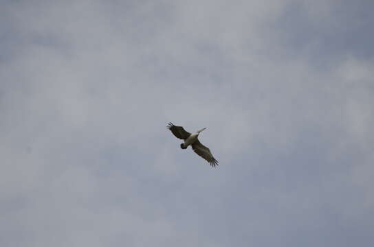 Image of Grey Pelican