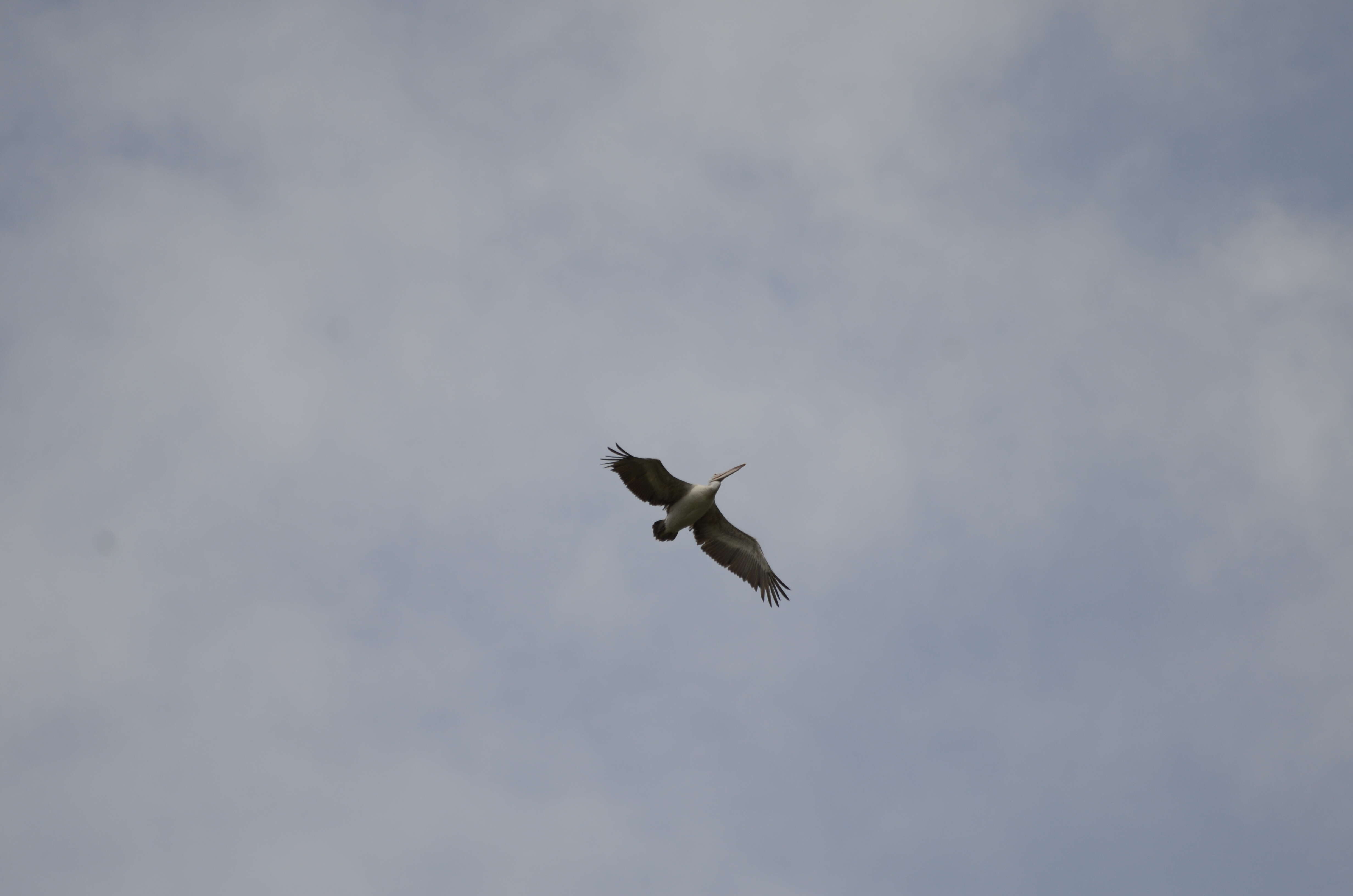 Image of Grey Pelican