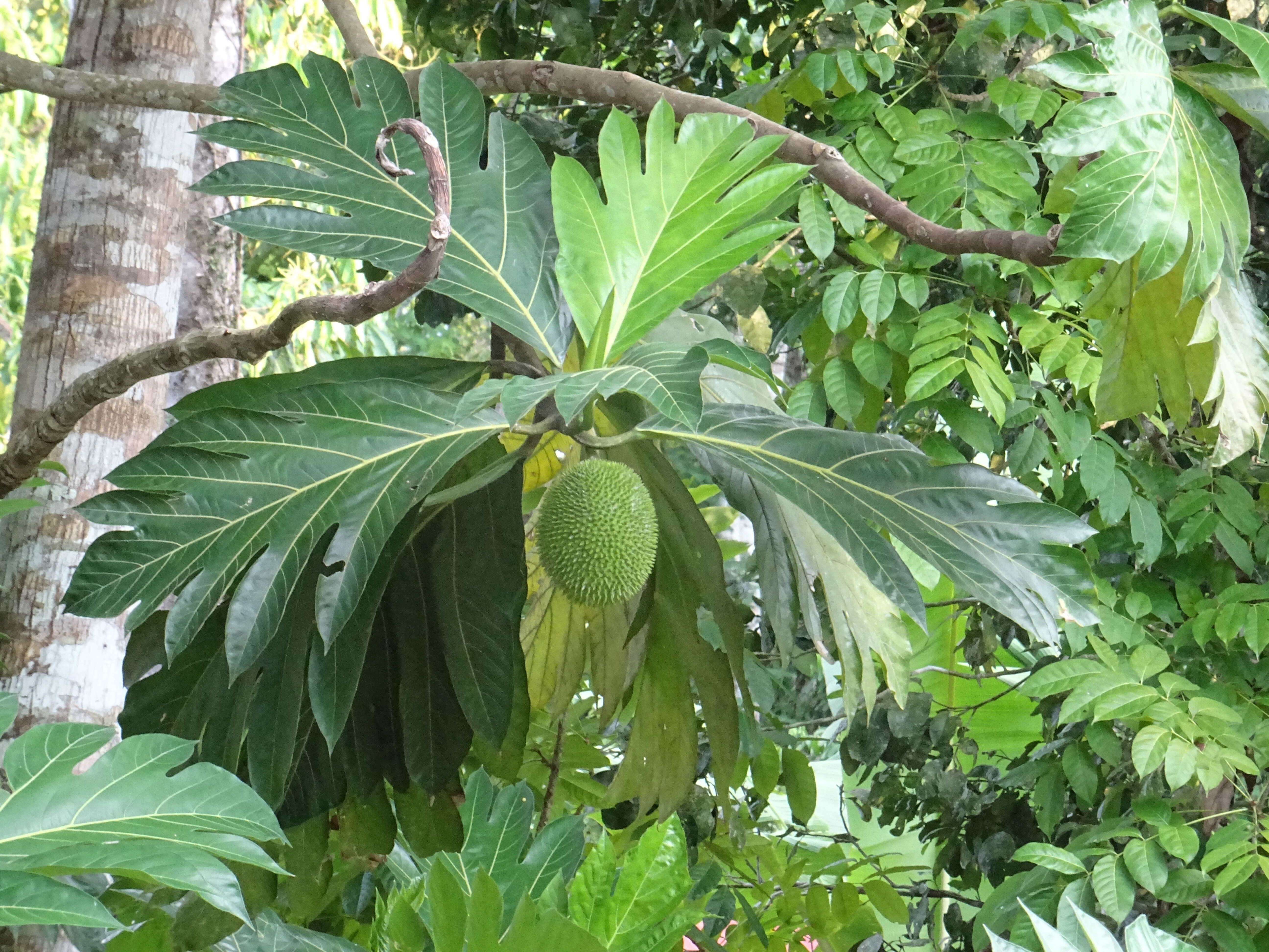 Image de Arbre à pain