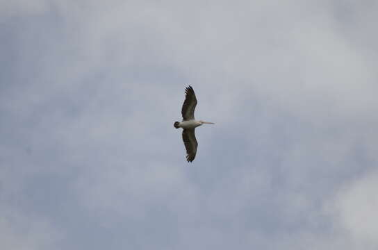 Image of Grey Pelican