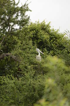 Image of Grey Pelican