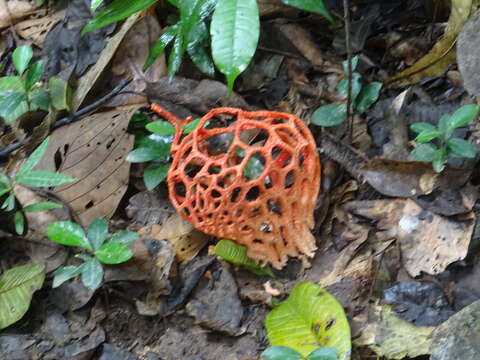 Image of Clathrus