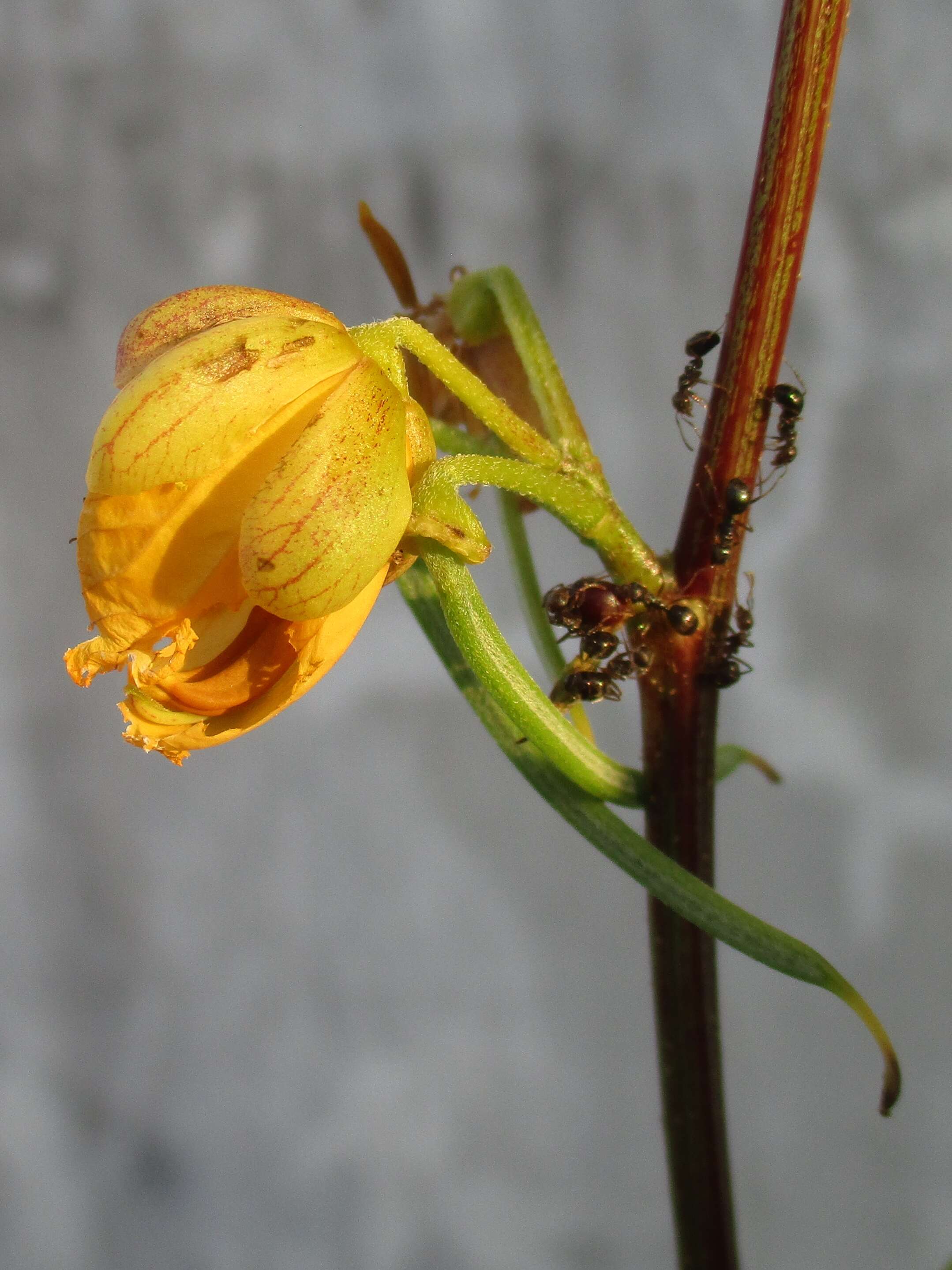 Image of septicweed