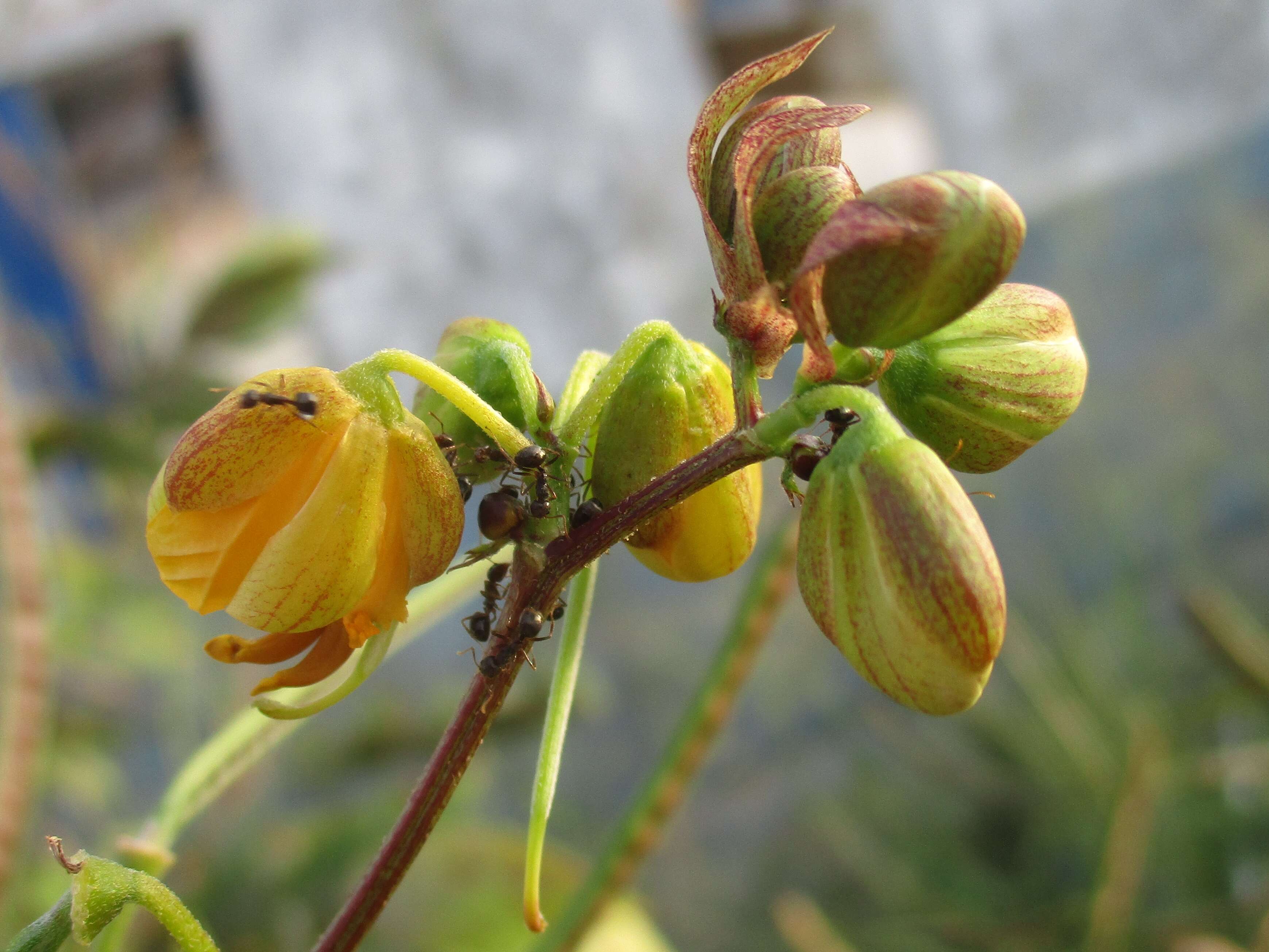 Image of septicweed