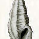 Image of Pseudorhaphitoma bipyramidata Hedley 1922