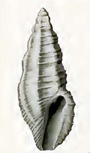 Image of Pseudorhaphitoma bipyramidata Hedley 1922