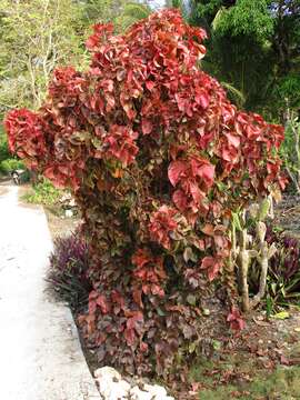 Image de Acalypha wilkesiana Müll. Arg.