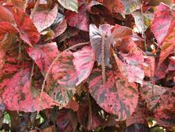 Image de Acalypha wilkesiana Müll. Arg.