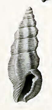 Image of Pseudorhaphitoma crudelis Hedley 1922