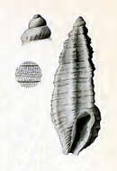 Image of Pseudorhaphitoma fairbanki (G. Nevill & H. Nevill 1875)