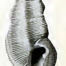 Image of Pseudorhaphitoma informis Hedley 1922