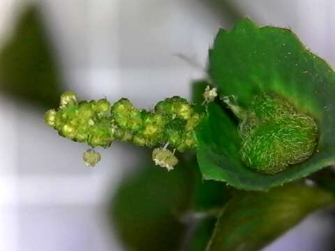 Image de Acalypha indica L.