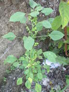 Image of Indian acalypha