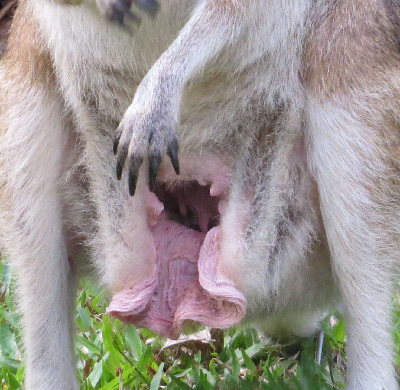 Image of Agile Wallaby