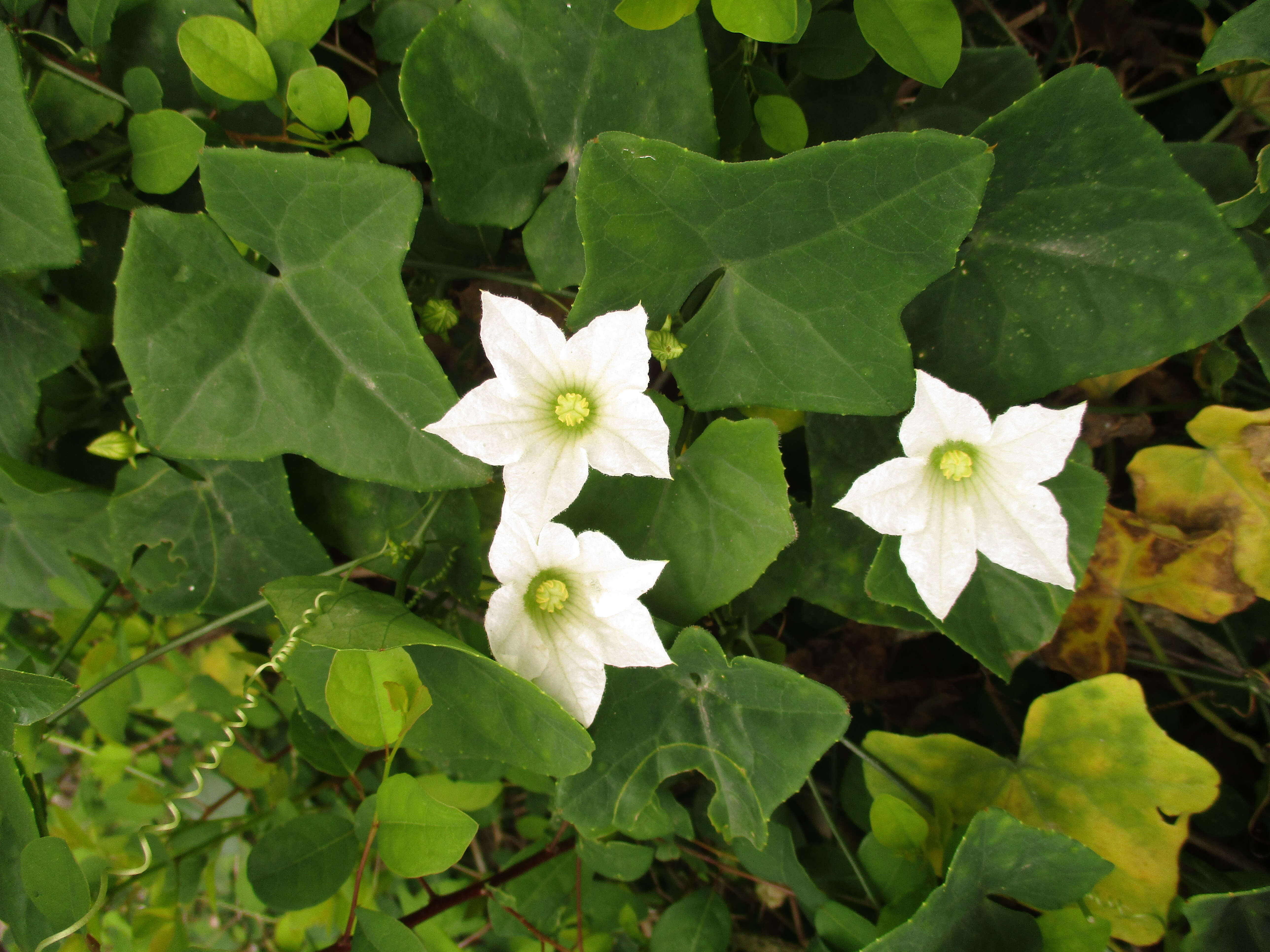 Image of ivy gourd