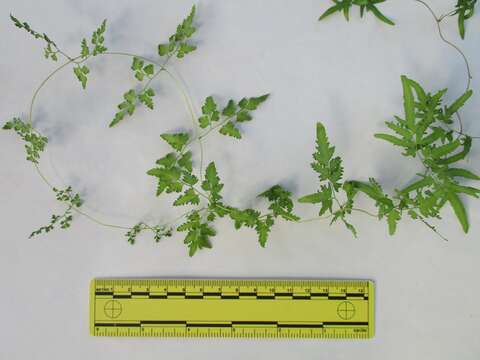 Image of Japanese climbing fern