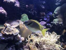 Image of Barred rabbitfish