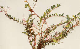 Vaccinium macrocarpon的圖片