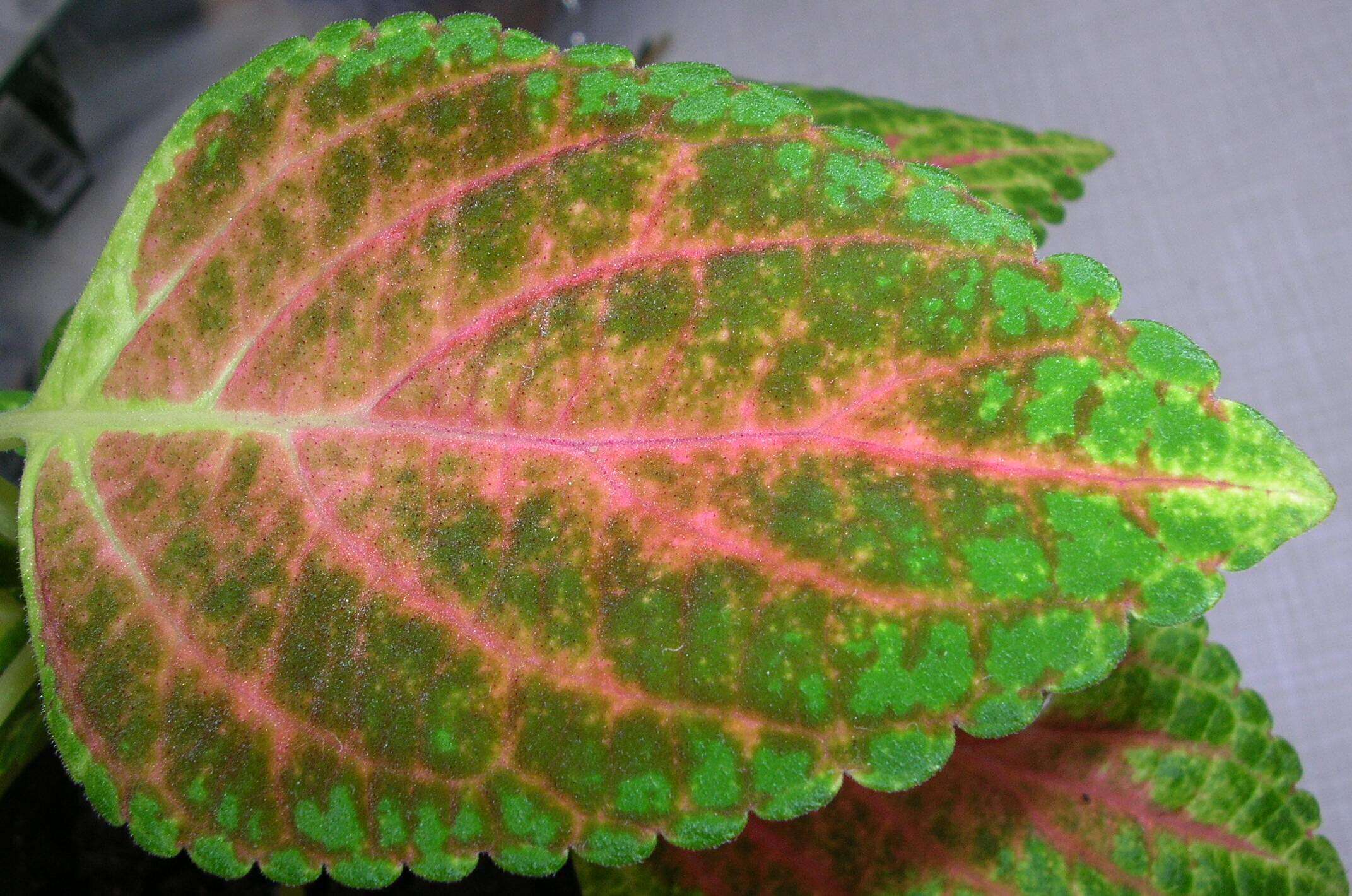 Image of common coleus