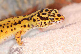 Image of Lichtenfelder's Gecko