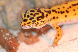 Image of Lichtenfelder's Gecko