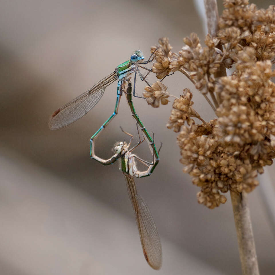 Image of Austrolestes cingulatus (Burmeister 1839)