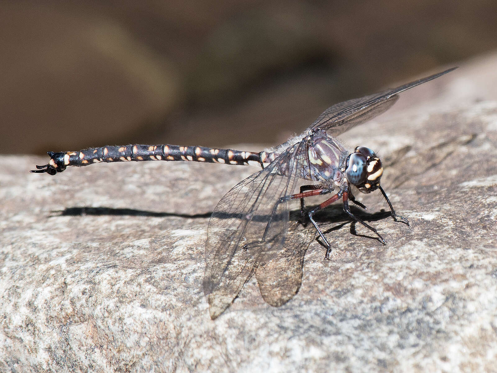 Image of Tasmanian Darner