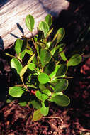 Image of dwarf huckleberry
