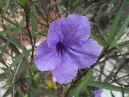 Image de Ruellia simplex Wright