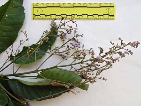 Vitex cofassus Reinw. ex Blume resmi