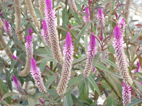 Imagem de Celosia argentea L.