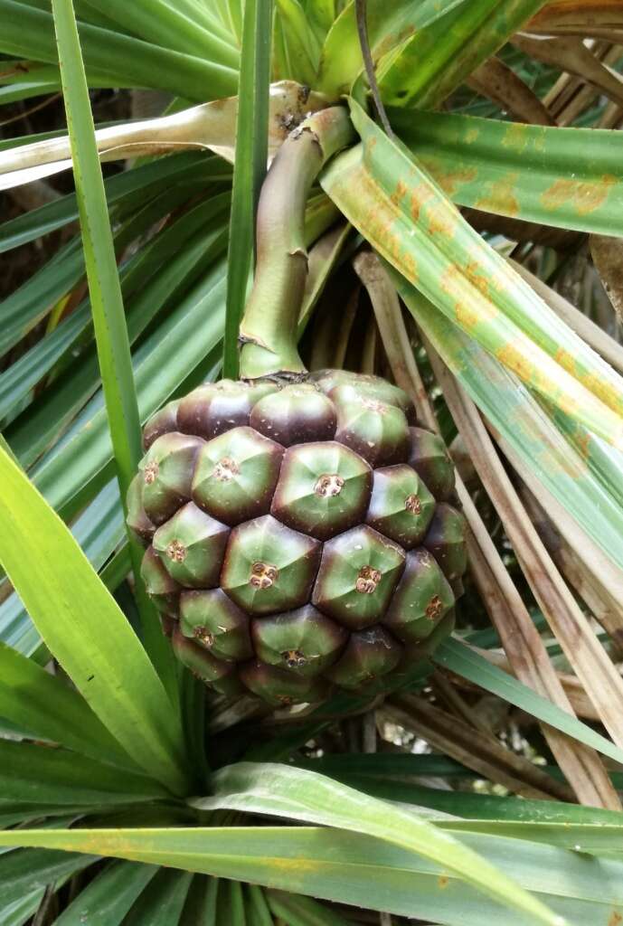 Image of Pandanus heterocarpus Balf. fil.