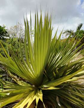 Image of Pandanus heterocarpus Balf. fil.