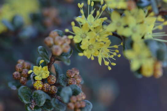 Image of Phebalium squamulosum Vent.