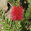 Imagem de Callistemon kenmorrisonii W. Molyneux