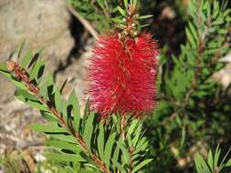 Sivun Callistemon kenmorrisonii W. Molyneux kuva