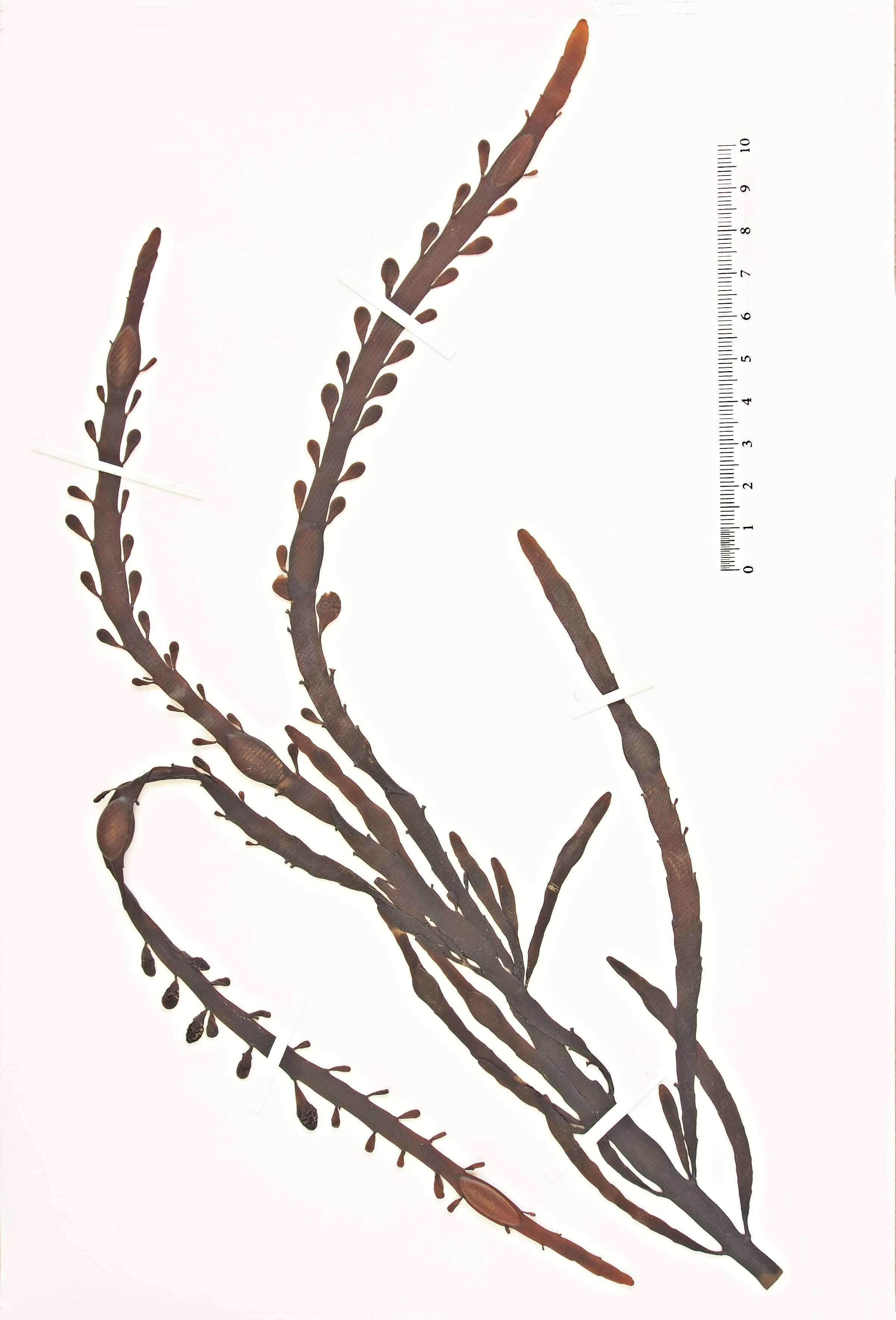 Image of Ascophyllum