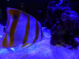 Image of Banded Longsnout Butterflyfish