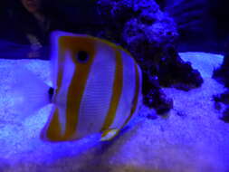 Image of Banded Longsnout Butterflyfish