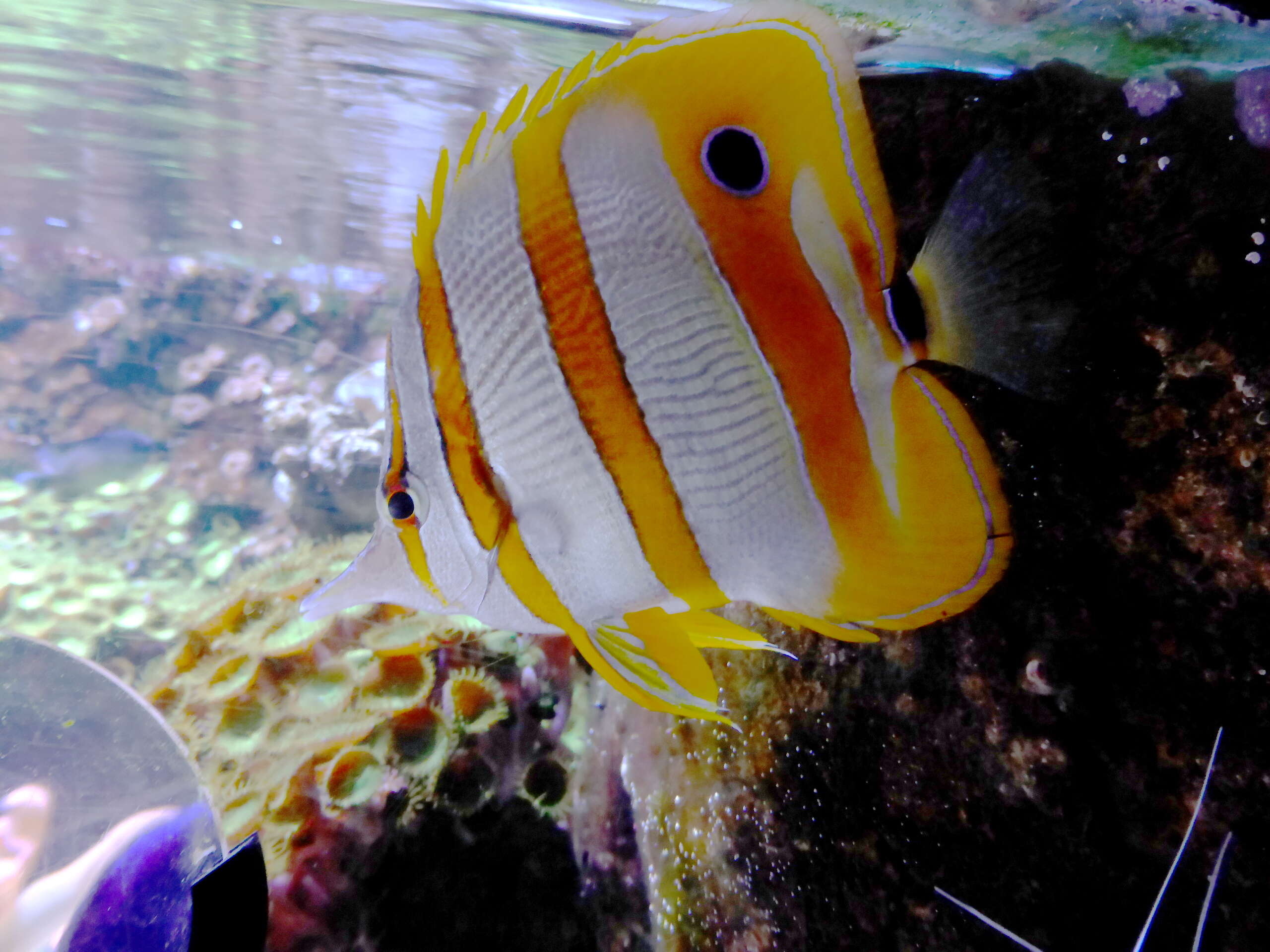 Image of Banded Longsnout Butterflyfish