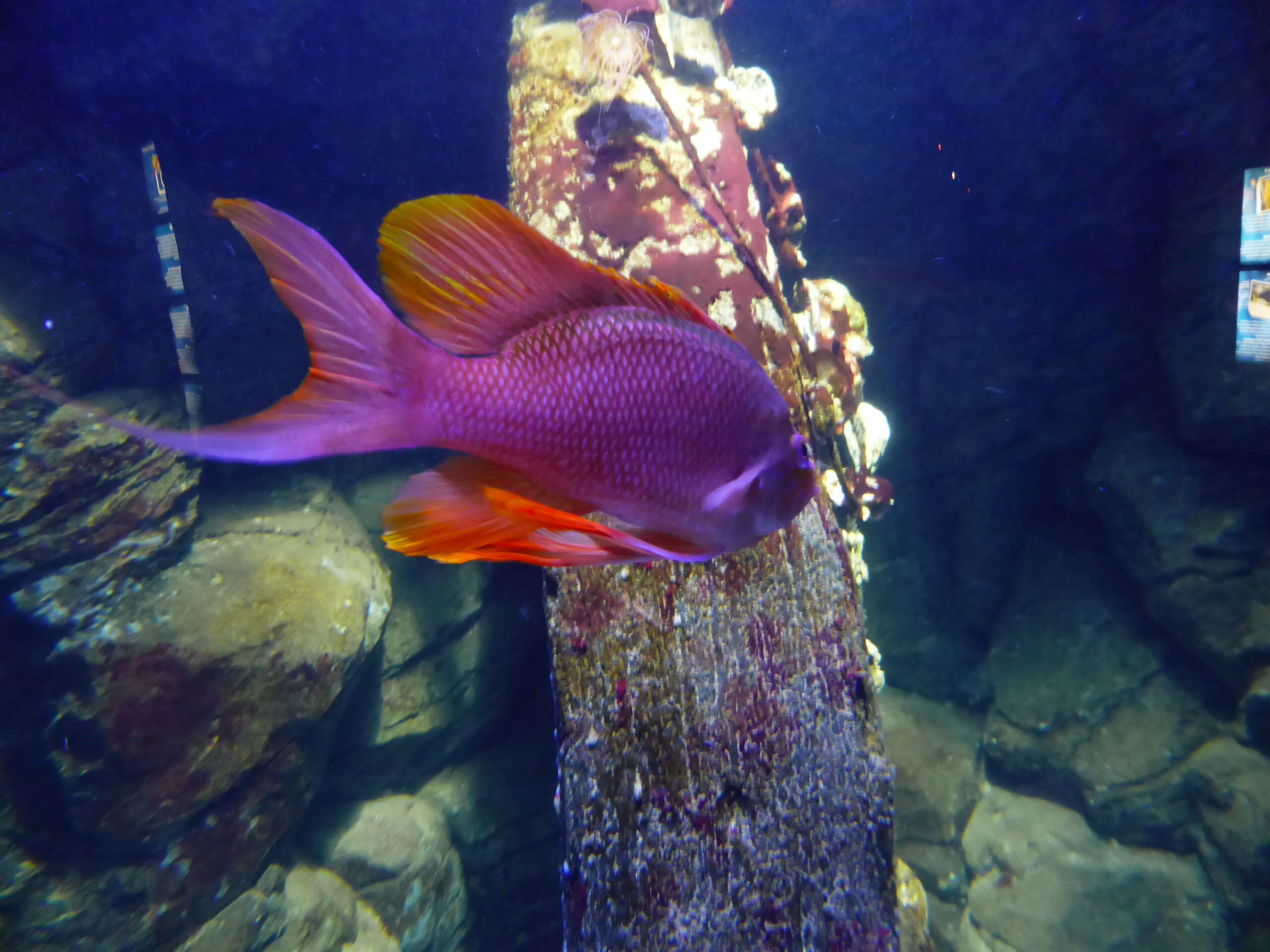 Plancia ëd Anthias anthias (Linnaeus 1758)