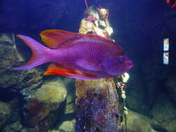 Plancia ëd Anthias anthias (Linnaeus 1758)