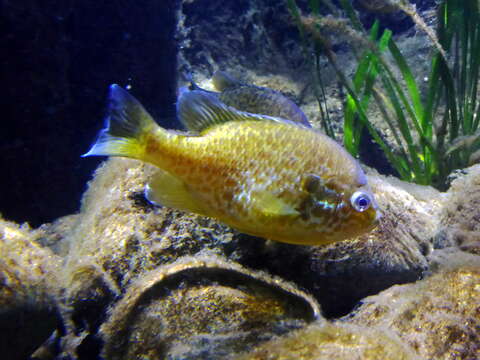 Image of Crucian Carp