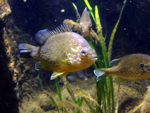 Image of Crucian Carp